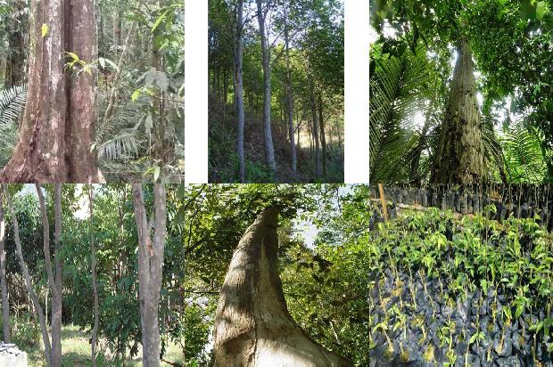 沉香一1674692229668 沉香一1674692229668