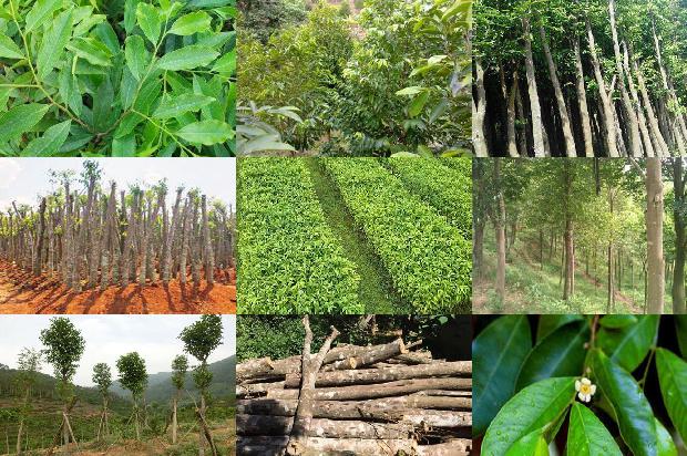 鹰木树沉香1674692378036 鹰木树沉香1674692378036