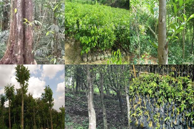 鹰木树沉香1674692378043 鹰木树沉香1674692378043