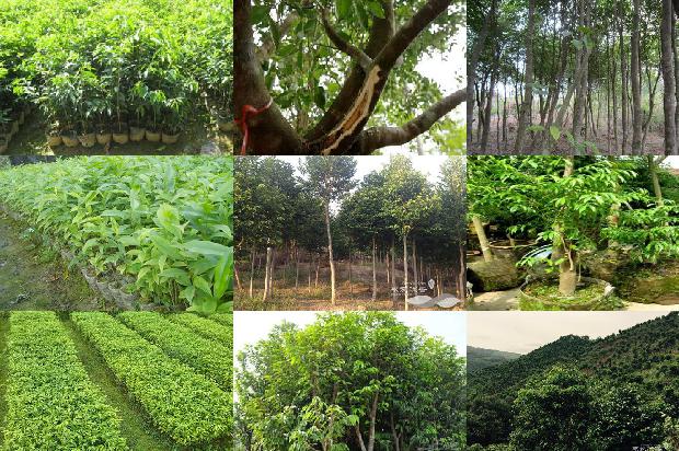 鹰木树沉香1674692378049 鹰木树沉香1674692378049