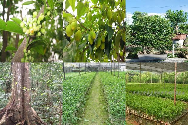 沉香的树种1674692511634 沉香的树种1674692511634