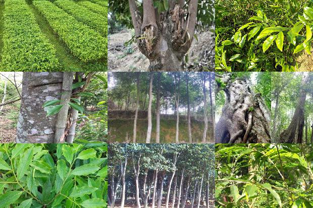 沉香的树种1674692511640 沉香的树种1674692511640