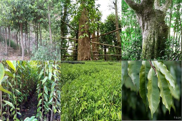 沉香的树种1674692511646 沉香的树种1674692511646