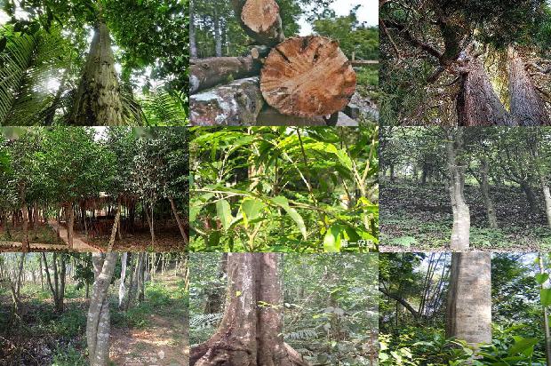 沉香的树种1674692511652 沉香的树种1674692511652