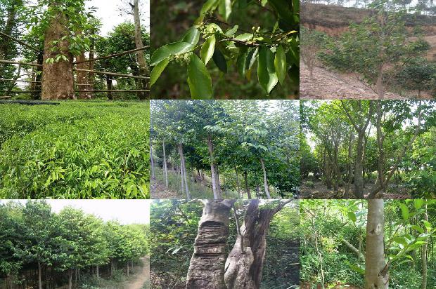 沉香?1674692576020 沉香?1674692576020