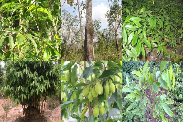 沉香?1674692576026 沉香?1674692576026