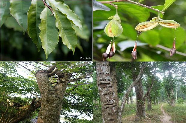 沉香?1674692576032 沉香?1674692576032