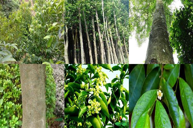 拉干达沉香1674778148695