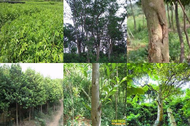 拉干达沉香1674778148701