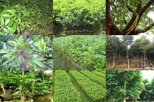 拉干达沉香1674778148707