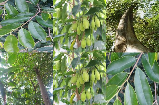 沉香达干拉1674778313685 沉香达干拉1674778313685