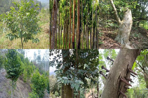 沉香达干拉1674778313691 沉香达干拉1674778313691