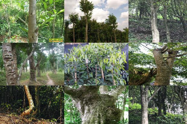 沉香达干拉1674778313697 沉香达干拉1674778313697