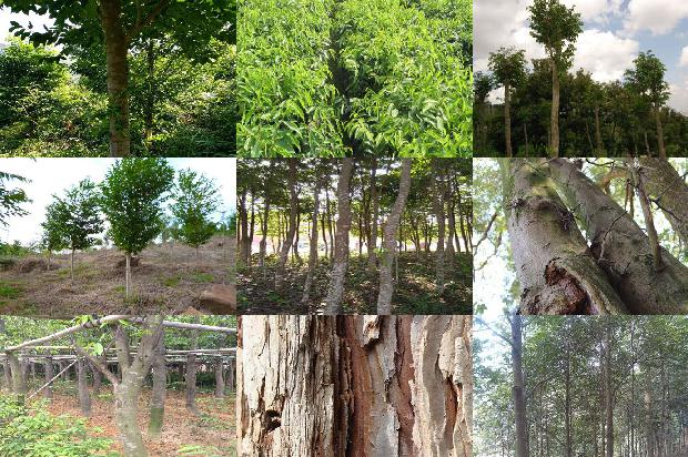 沉香达干拉1674778313703 沉香达干拉1674778313703