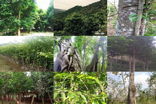 沉香木与沉香1674778628935