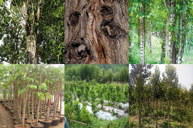 沉香木与沉香1674778628941