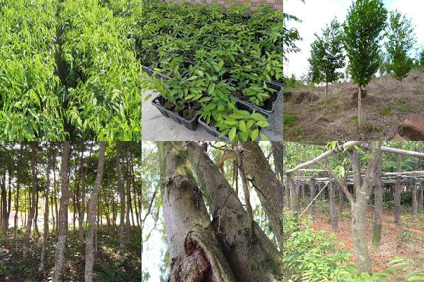 沉香木和沉香1674778656739