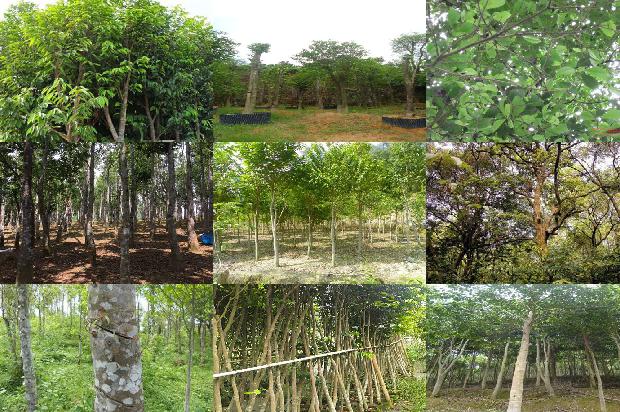 沉香木和沉香1674778656745