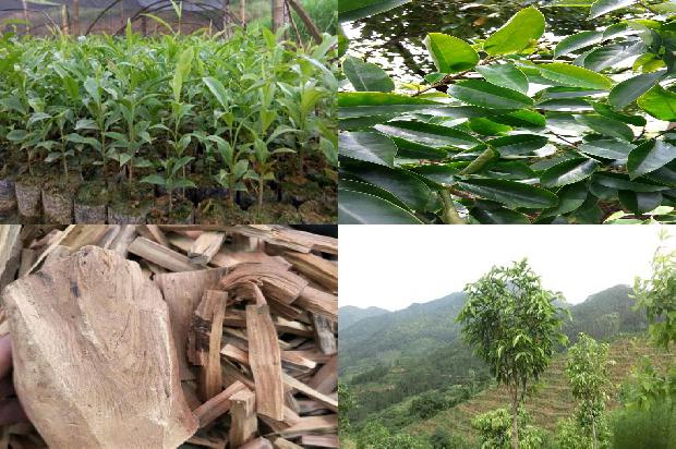 沉香木和沉香1674778656751