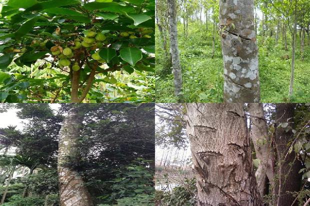 沉香木和沉香1674778656757