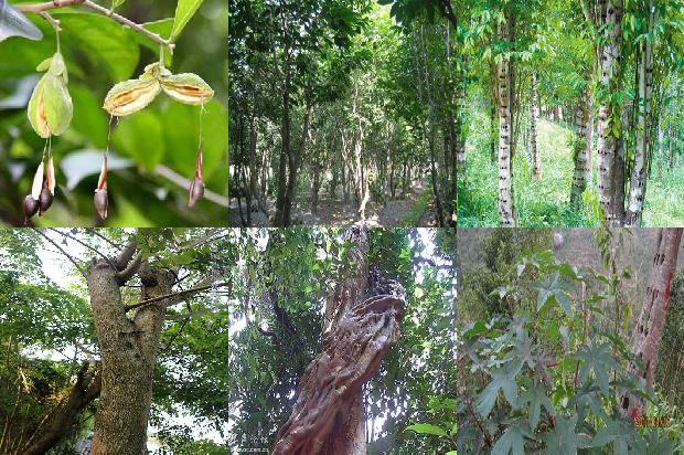 沉香摆件价值1674778687910 沉香摆件价值1674778687910