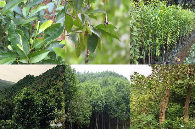 沉香摆件价值1674778687916 沉香摆件价值1674778687916