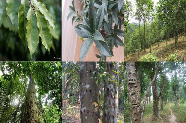 沉香的种类及鉴别1674778745907 沉香的种类及鉴别1674778745907