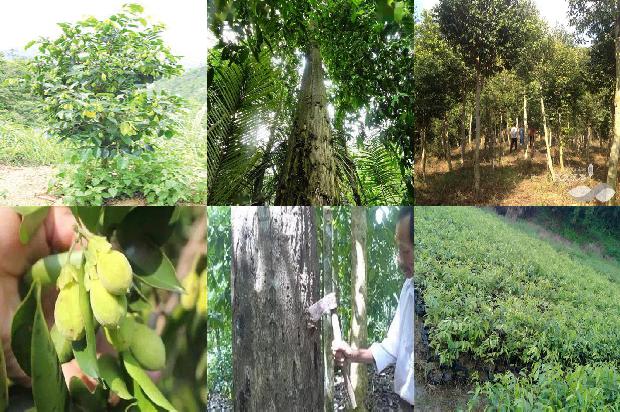 沉香的种类及鉴别1674778745913 沉香的种类及鉴别1674778745913