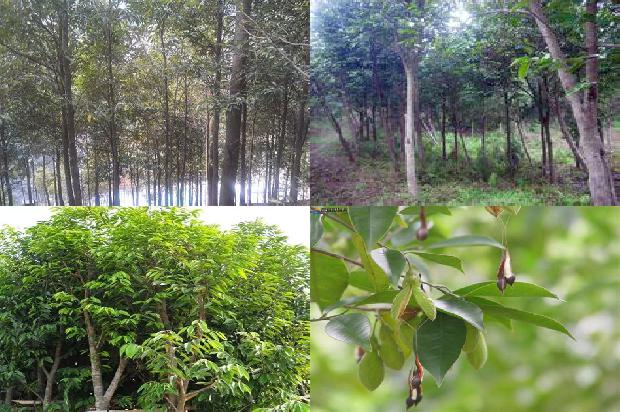 沉香木树苗种植方法1698970137810 沉香木树苗种植方法1698970137810