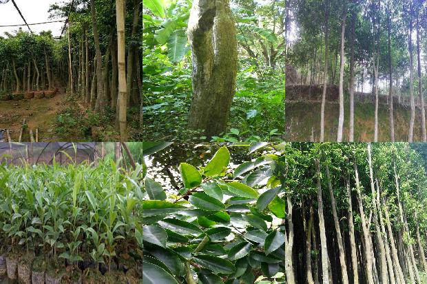 沉香的种类有那些1674864711373 沉香的种类有那些1674864711373