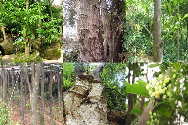 沉香的种类有那些1674864711379 沉香的种类有那些1674864711379