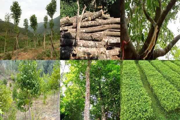 沉香的种类有那些1674864711385 沉香的种类有那些1674864711385