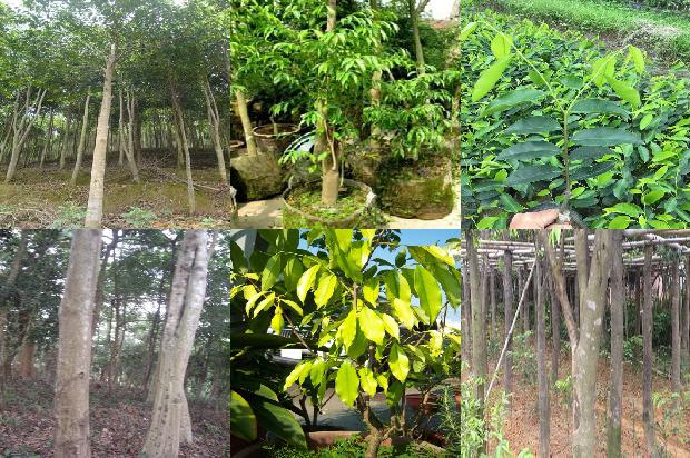 奇楠沉香 树苗1674864789636 奇楠沉香 树苗1674864789636