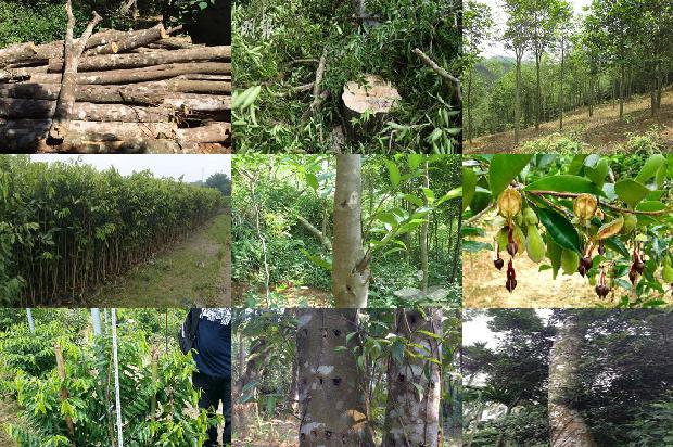 奇楠沉香 树苗1674864789642 奇楠沉香 树苗1674864789642