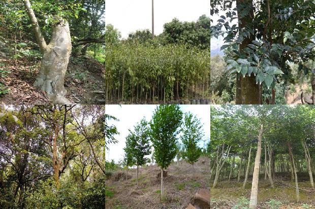 沉香树苗名贵1674864883714