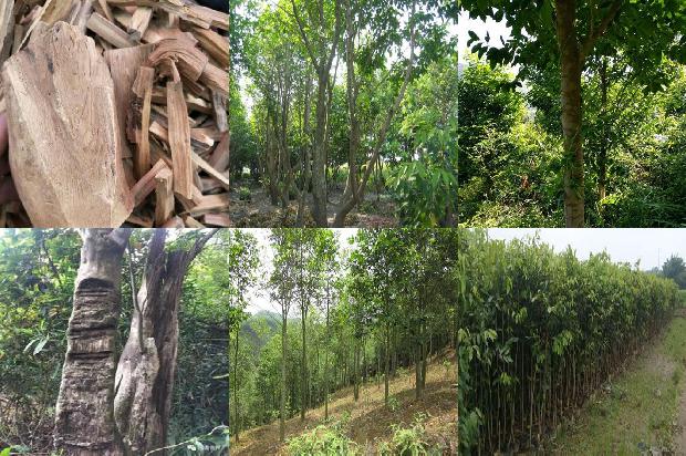 沉香树苗名贵1674864883720