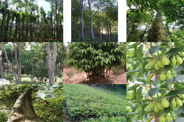 沉香树苗名贵1674864883726