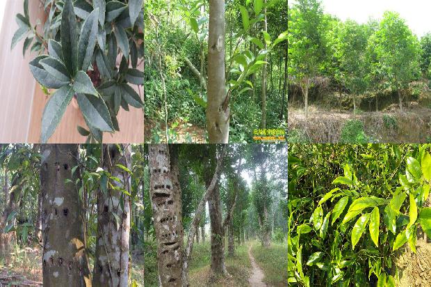 沉香树苗名贵1674864883732