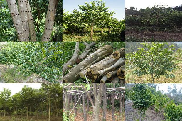 买真沉香1674865334300