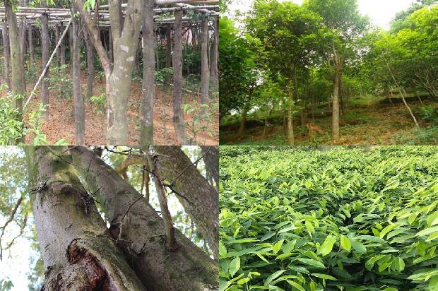 买真沉香1674865334315