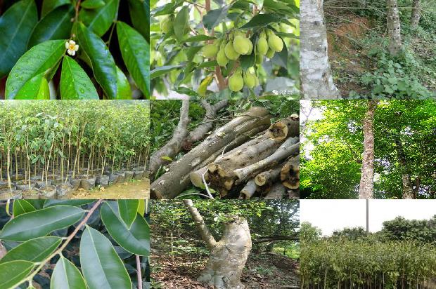 买真沉香1674865334321