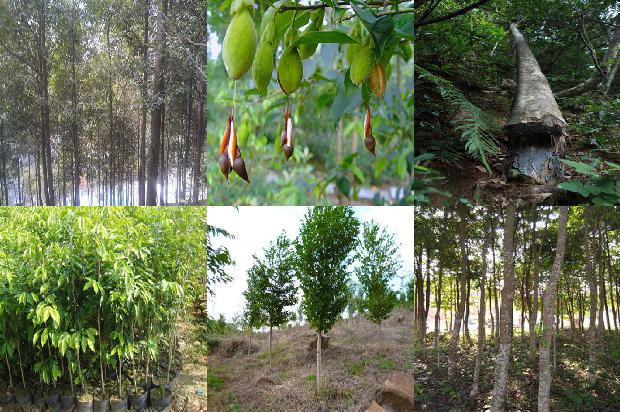 沉香 价值1674865403810 沉香 价值1674865403810