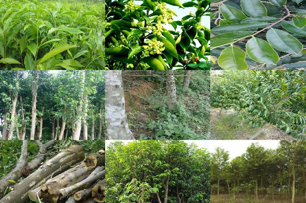 沉香 价值1674865403816 沉香 价值1674865403816