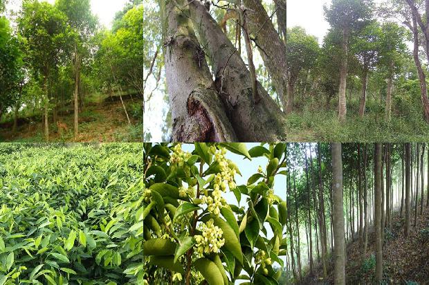 沉香 价值1674865403822 沉香 价值1674865403822