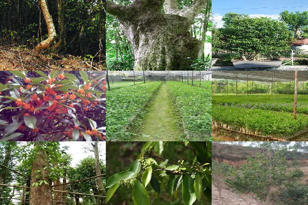 沉香的种1674950948221