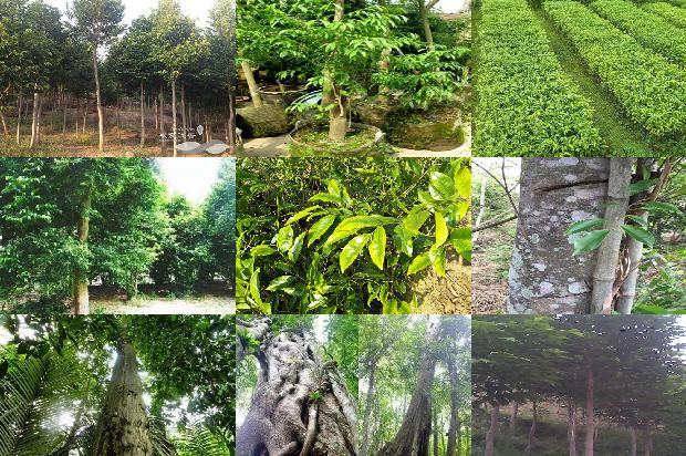 沉香的种1674950948227