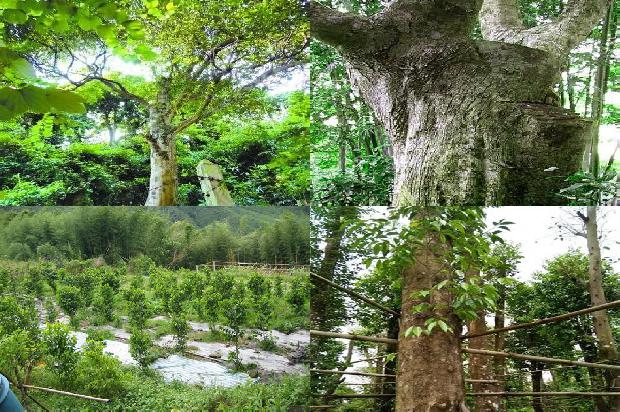 沉香的种1674950948233