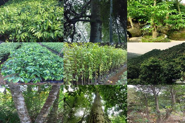 沉香的种1674950948239