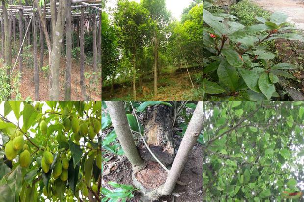 沉香卖的1674951116628 沉香卖的1674951116628