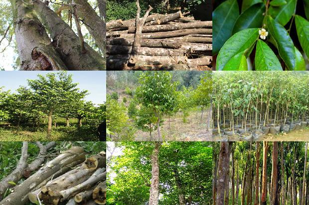 沉香卖的1674951116634 沉香卖的1674951116634